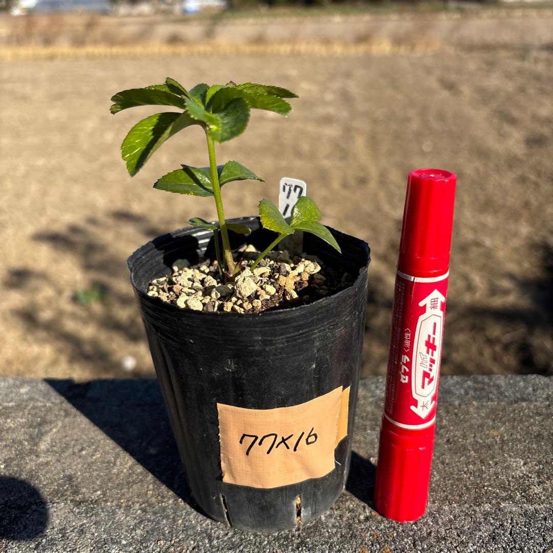 ブラックマジック（整形タイプ）×八咫烏★クリスマスローズ苗