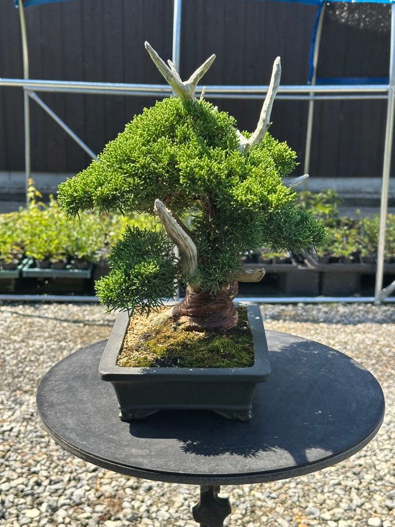 盆栽 糸魚川真柏 太幹 貴風サイズ-1