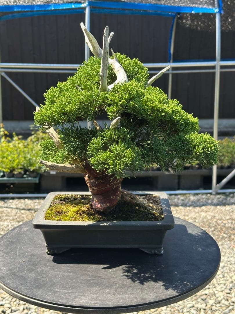 盆栽 糸魚川真柏 太幹 貴風サイズ-1