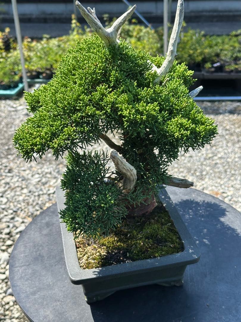 盆栽 糸魚川真柏 太幹 貴風サイズ-1