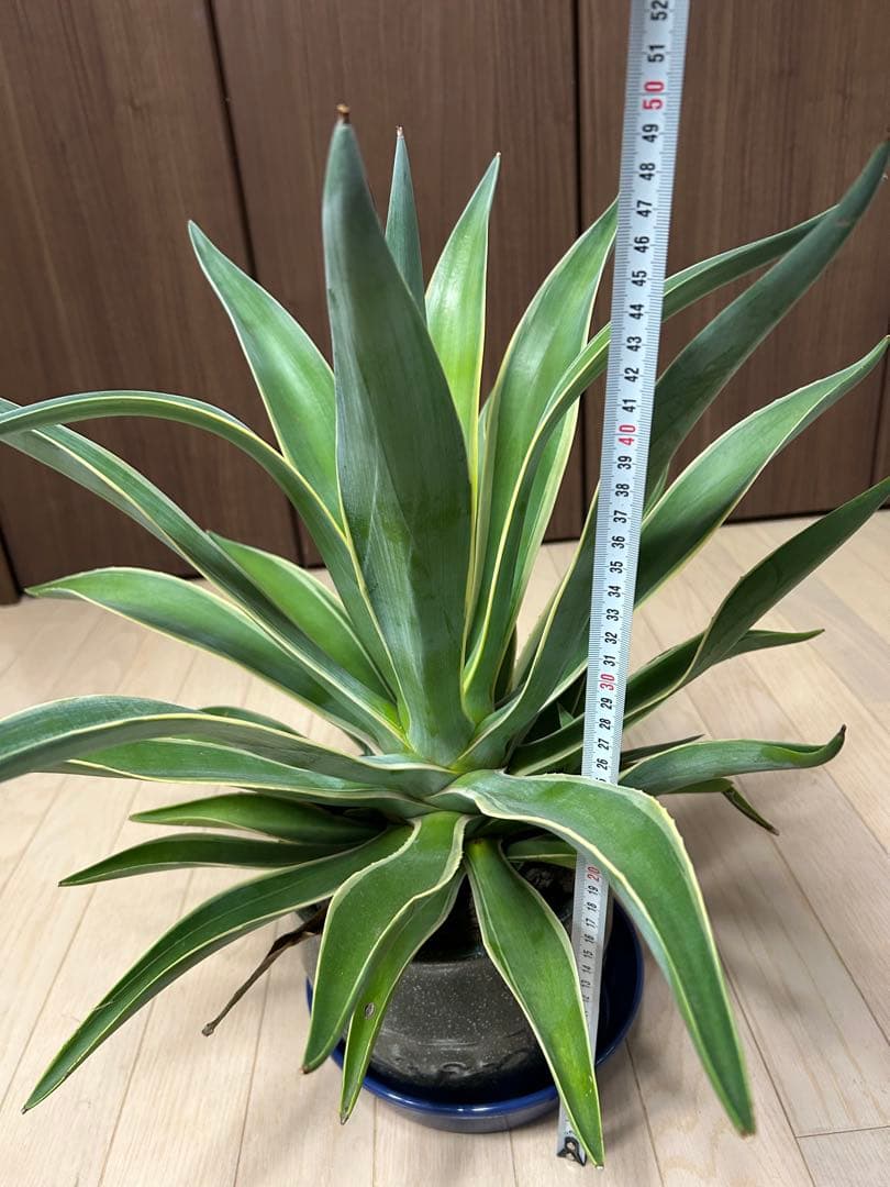 アガベ　ベネズエラ　陶器鉢付き　高・幅:約50cm