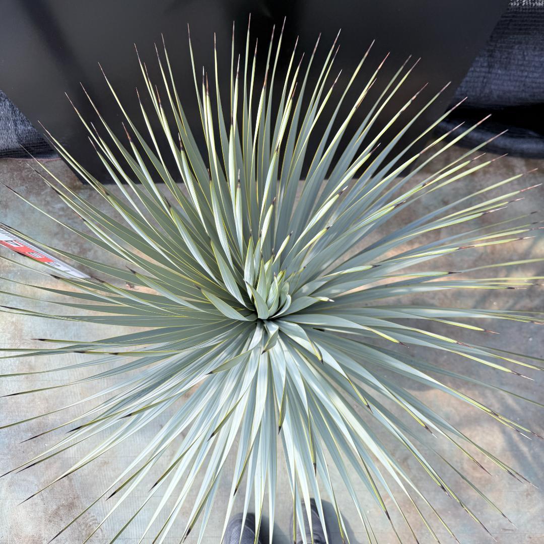 【AL1177】ユッカ　ロストラータ　シルバーブルー　超美形　お買い得品