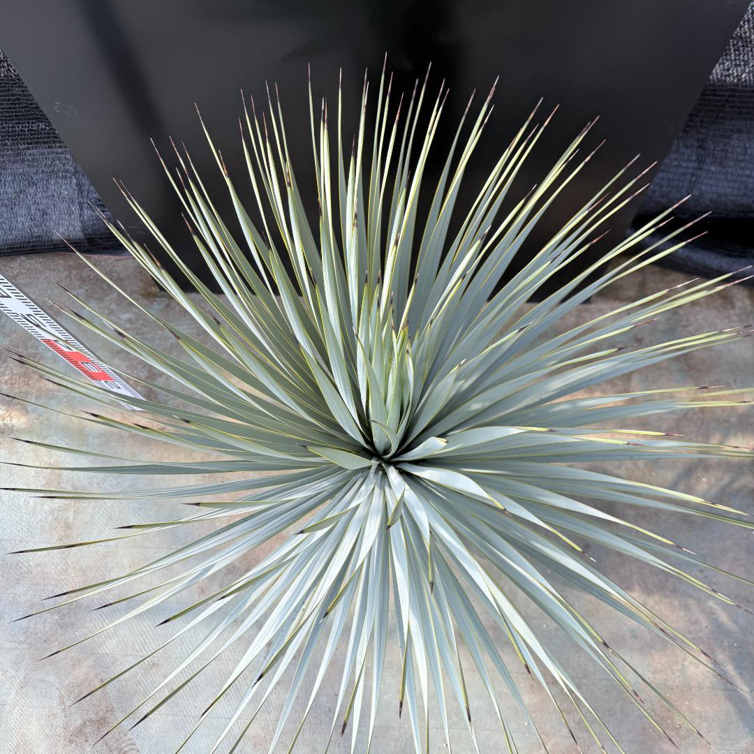 【AL1177】ユッカ　ロストラータ　シルバーブルー　超美形　お買い得品