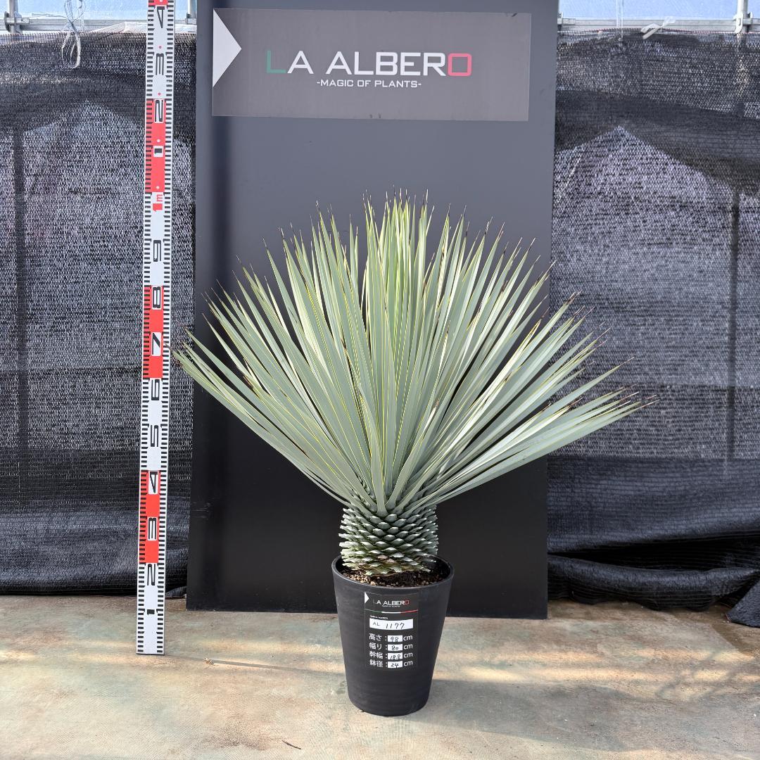 【AL1177】ユッカ　ロストラータ　シルバーブルー　超美形　お買い得品