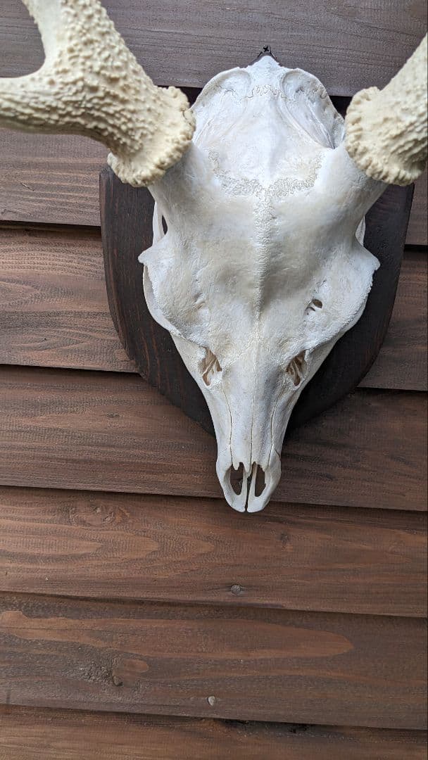 フ*ン様 鹿角　希少！白角!!ハンティングトロフィー　スカルヘッド　種名＝　耶馬