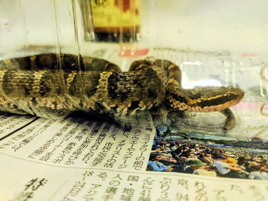 まむし焼酎！2026令和8年