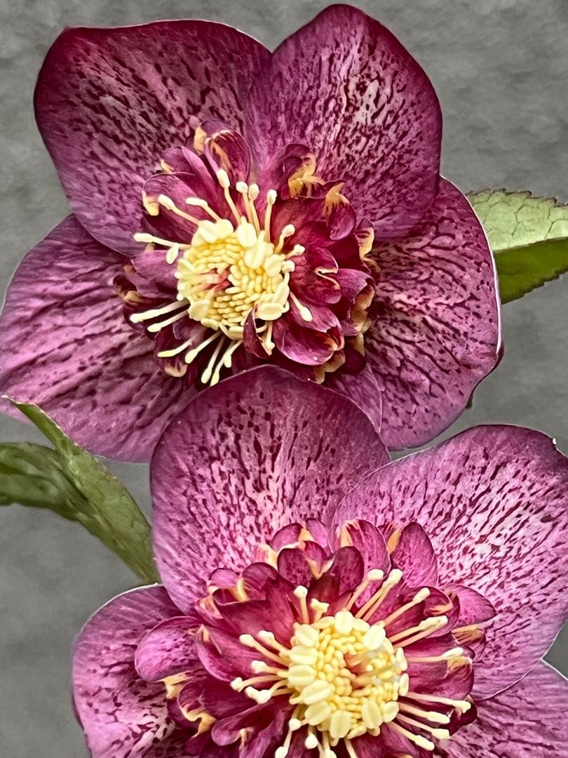 クリスマスローズ セミダブル　ゴールド交配