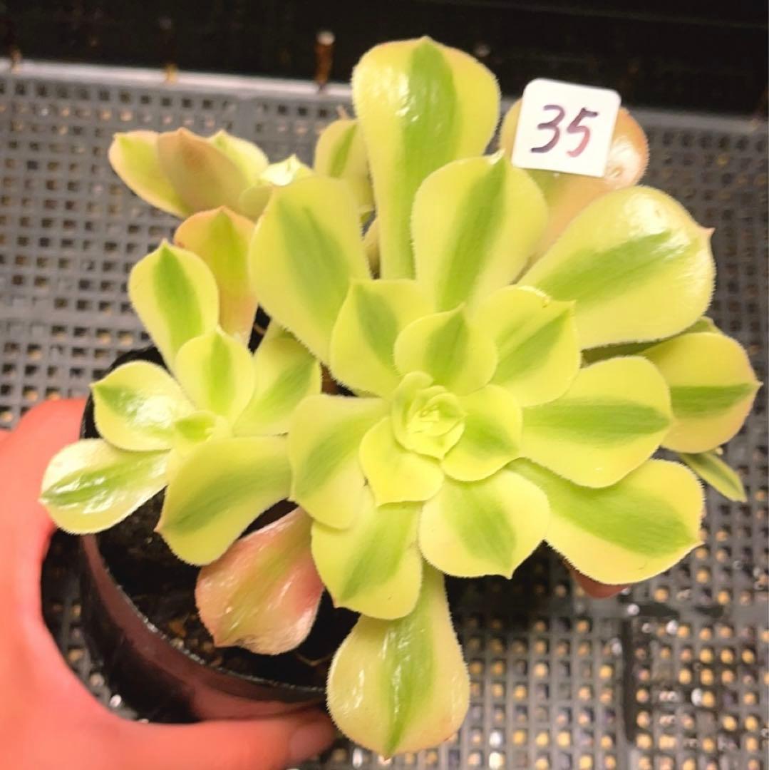 35#多肉植物アエオニウム錦❤️ 洛神❤️5頭13cm拔き苗！