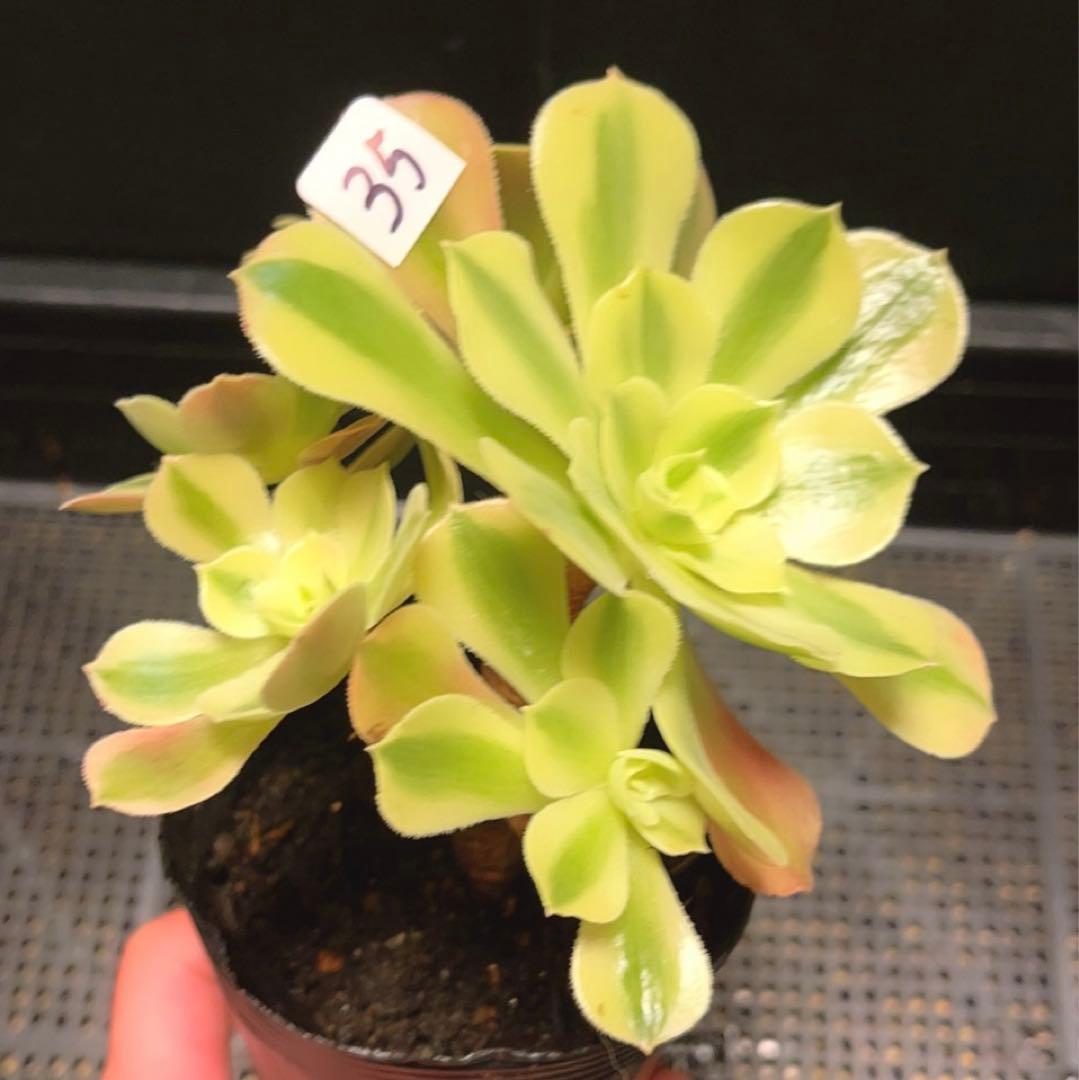 35#多肉植物アエオニウム錦❤️ 洛神❤️5頭13cm拔き苗！